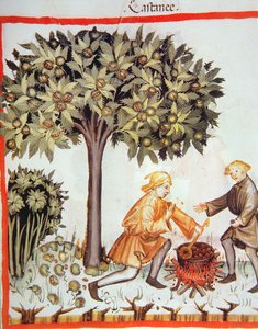 Récolte et cuisson des châtaignes, du Tacuinum Sanitatis Codex Vindobonensis - Italian School